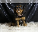 Small #4 Cavalier King Charles Spaniel