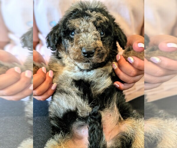 Medium Photo #3 Bernedoodle-Golden Mountain Dog Mix Puppy For Sale in DAVIS, CA, USA