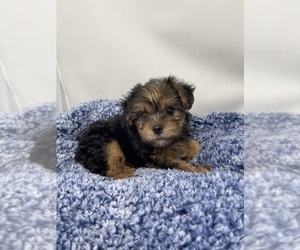 Morkie Puppy for sale in HADDAM, CT, USA