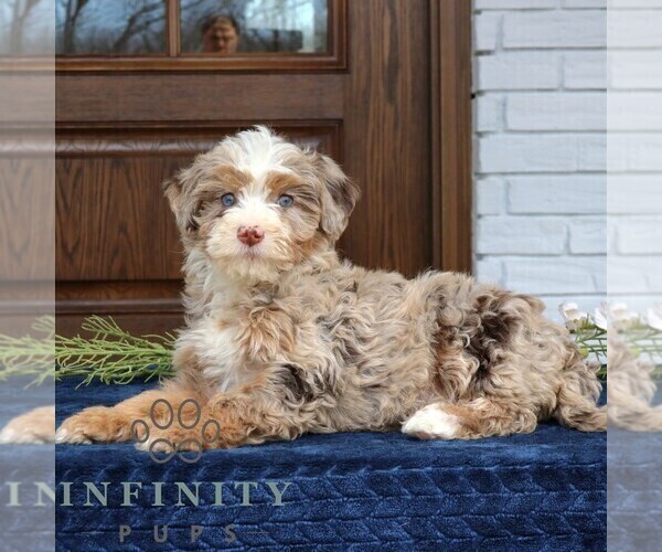 Medium Photo #1 Bernedoodle (Miniature) Puppy For Sale in NARVON, PA, USA