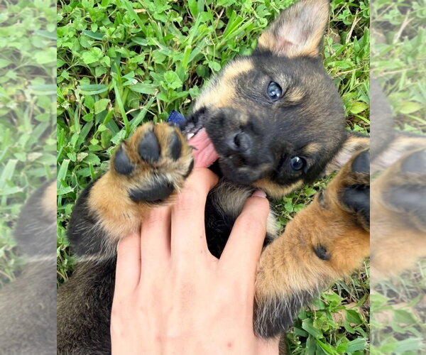 Medium Photo #5 German Shepherd Dog-Unknown Mix Puppy For Sale in Brewster, NY, USA