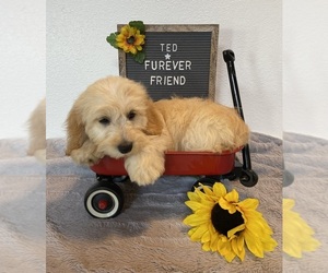 Doxie-Chon Puppy for Sale in BLOOMFIELD, Indiana USA
