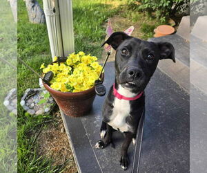 Labrador Retriever-Unknown Mix Dogs for adoption in Germantown, OH, USA