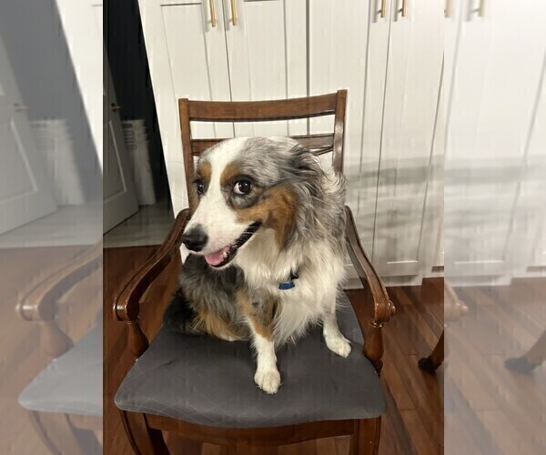 Medium Photo #1 Miniature Australian Shepherd Puppy For Sale in JACKSONVILLE, FL, USA