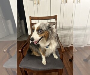 Mother of the Miniature Australian Shepherd puppies born on 02/14/2025