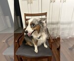 Small Photo #1 Miniature Australian Shepherd Puppy For Sale in JACKSONVILLE, FL, USA
