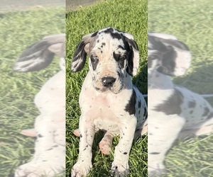 Great Dane Puppy for sale in PITTSBURG, CA, USA