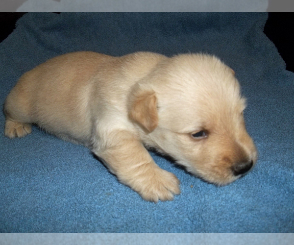 Medium Photo #3 Scottish Terrier Puppy For Sale in MEAD, WA, USA