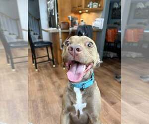 Retriever -Unknown Mix Dogs for adoption in Woodbury, NY, USA