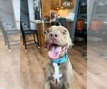 Small Retriever  Mix