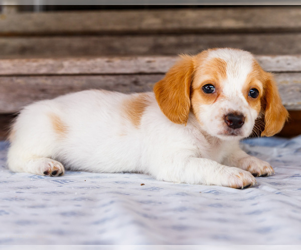 Medium Photo #7 Dachshund Puppy For Sale in WAKARUSA, IN, USA