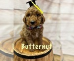Small Photo #3 Goldendoodle (Miniature) Puppy For Sale in HAYDEN, AL, USA