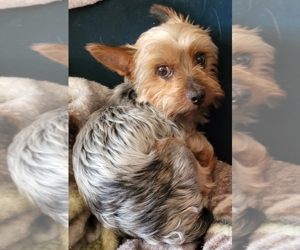 Medium Photo #1 Yorkshire Terrier Puppy For Sale in CONKLIN, NY, USA