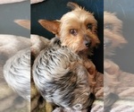 Small Photo #1 Yorkshire Terrier Puppy For Sale in CONKLIN, NY, USA