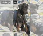 Sky - Female Doberman Pinscher Puppy for Sale - Photo #10