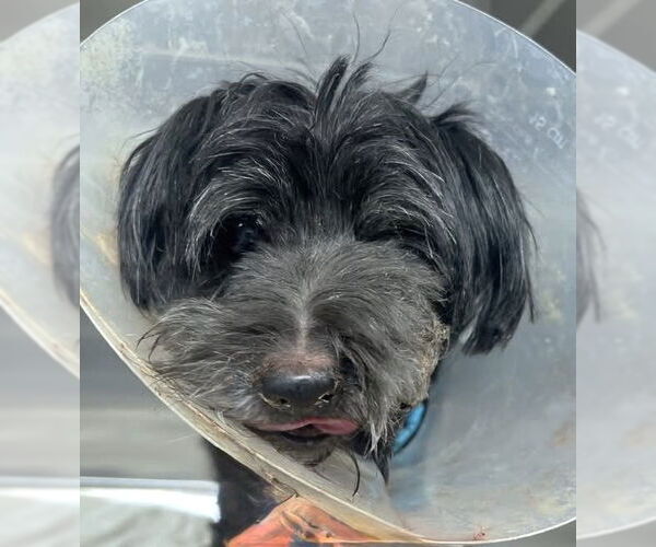 Medium Photo #1 Mutt Puppy For Sale in Boonton, NJ, USA