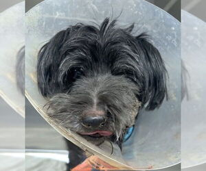 Mutt Dogs for adoption in Boonton, NJ, USA