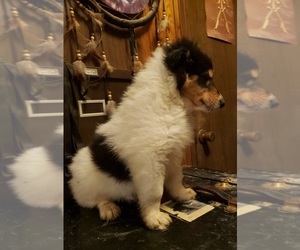 Collie Puppy for sale in STEVENS POINT, WI, USA