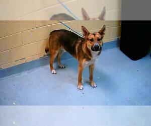 German Shepherd Dog-Unknown Mix Dogs for adoption in Tulsa, OK, USA