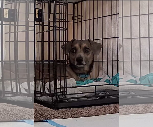 Medium Photo #6 Chiweenie Puppy For Sale in Oakhurst, NJ, USA