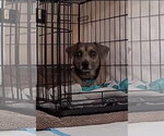 Small #5 Chiweenie