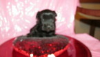 Small Photo #4 Havanese Puppy For Sale in CLINTON, AR, USA