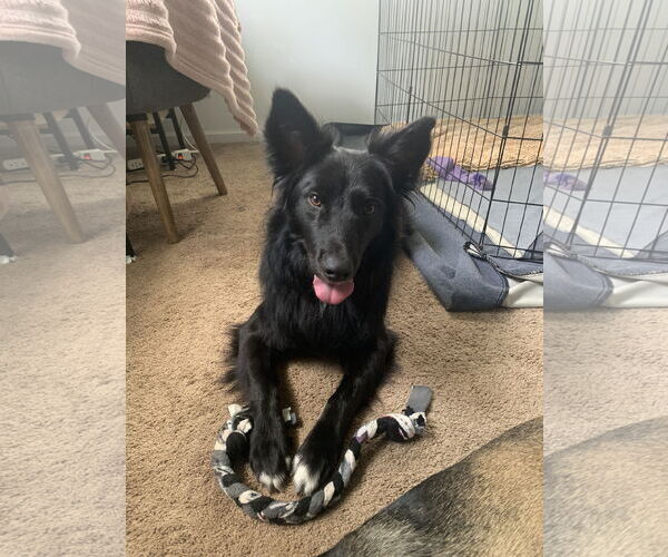 Medium Photo #1 Border Collie-Unknown Mix Puppy For Sale in Bellevue, WA, USA