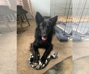Border Collie-Unknown Mix Dogs for adoption in Bellevue, WA, USA