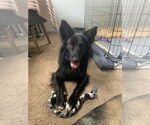 Small Border Collie Mix