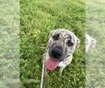 Small #1 American Staffordshire Terrier