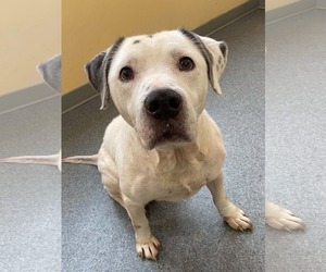 Mutt Dogs for adoption in Low Moor, VA, USA