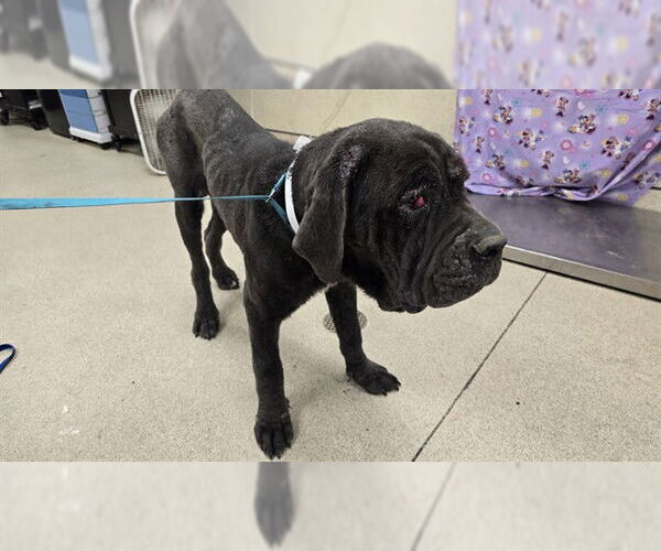 Medium Photo #1 Mutt Puppy For Sale in Riverside, CA, USA