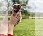 Small #4 Poovanese
