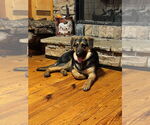 Small #1 German Shepherd Dog