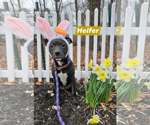 American Pit Bull Terrier-Labrador Retriever Mix Dogs for adoption in Rockaway, NJ, USA