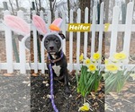 Small American Pit Bull Terrier-Labrador Retriever Mix