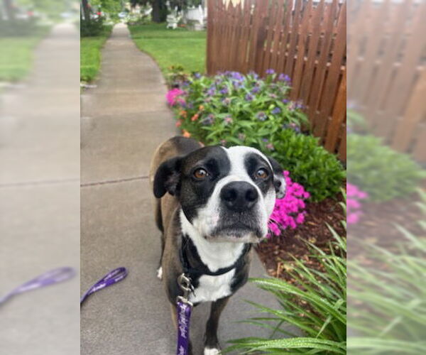 Medium Photo #2 Mutt Puppy For Sale in Fort Collins, CO, USA