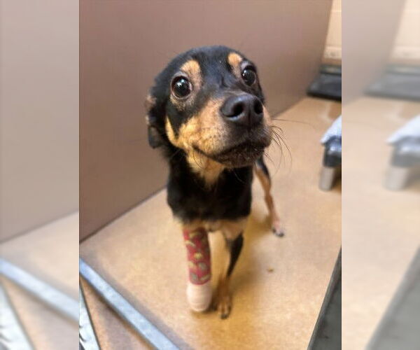 Medium Photo #1 Mutt Puppy For Sale in Martinez, CA, USA