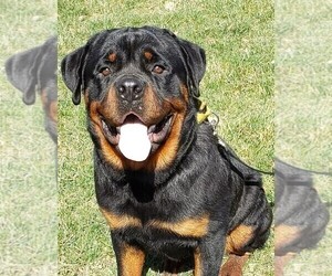 Father of the Rottweiler puppies born on 02/23/2024