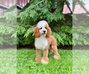 Father of the Sheepadoodle puppies born on 01/25/2026