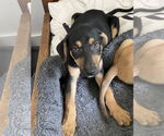 Small #3 Catahoula Leopard Dog-German Shepherd Dog Mix