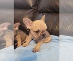 Small #5 French Bulldog