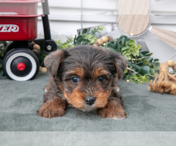 Medium Photo #3 YorkiePoo Puppy For Sale in BERNE, IN, USA