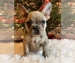 Small Photo #21 French Bulldog Puppy For Sale in FAYETTEVILLE, GA, USA