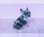 Small Photo #9 French Bulldog Puppy For Sale in SUWANEE, GA, USA