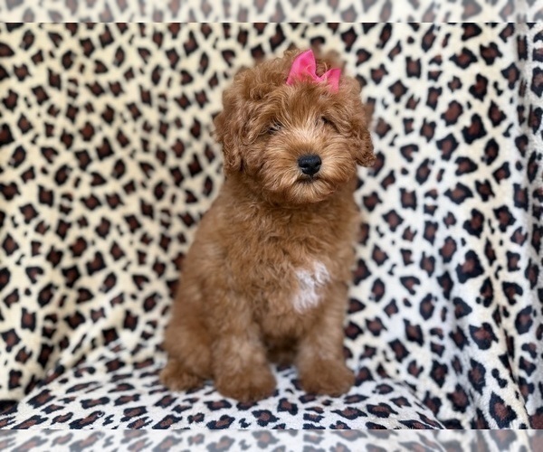 Medium Photo #4 Aussiedoodle Miniature  Puppy For Sale in LAKELAND, FL, USA