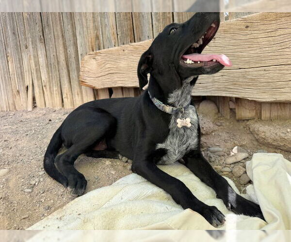 Medium Photo #4 Rottweiler-Unknown Mix Puppy For Sale in Williamsburg, NM, USA