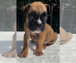 AKC Austin - Male Boxer Puppy for Sale - Photo #6