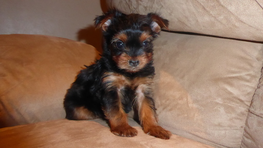 Medium Photo #1 Yorkshire Terrier Puppy For Sale in NEWMANSTOWN, PA, USA