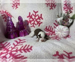 Miniature Australian Shepherd Puppy for sale in SHERMAN, TX, USA